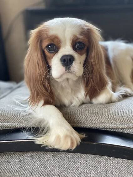 Luna | Cavalier King Charles Spaniels | Cobrnik Cavaliers