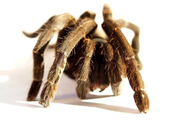 Tarantule je pokrytá krátkými chlupy.