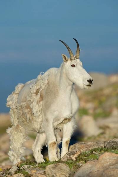 Mountain Goat