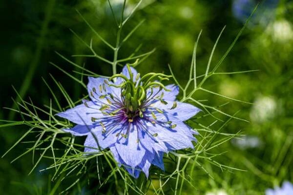 Černucha setá - Nigella sativa