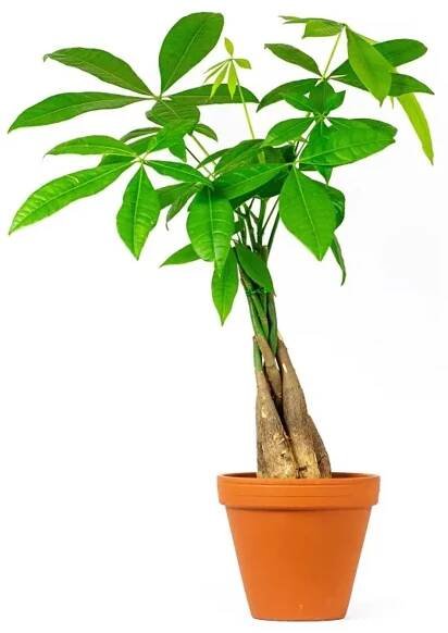 Gardners Pachira aquatica spletený kmen, průměr 12 cm Pachira vodní