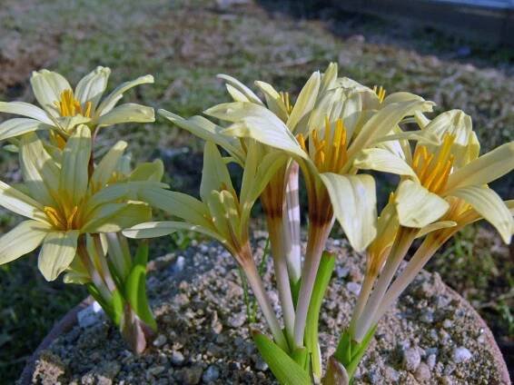  ocúny Colchicum luteum x kesselringii Janis
