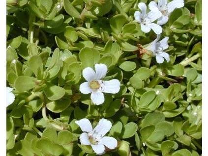 35568 1 bakopa drobnolista brahmi