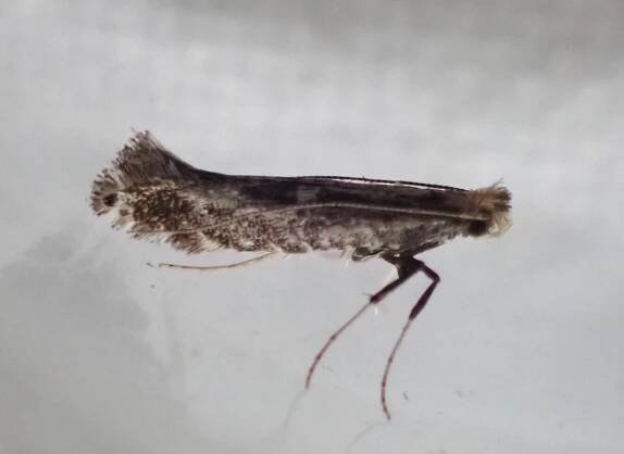 Liste des Papillons de nuit. 1re partie. Forêt d'Orléans
