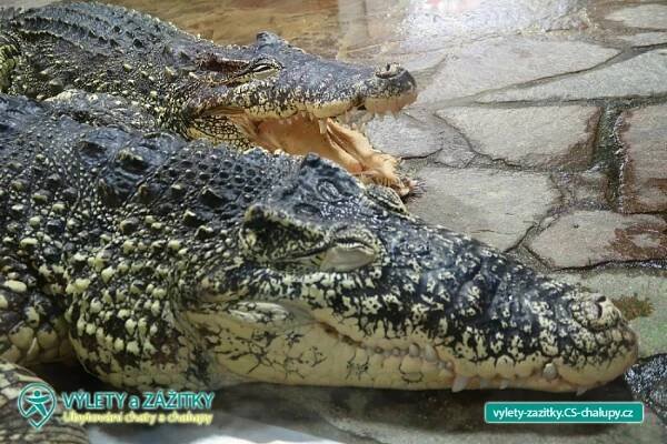 Krokodýlí ZOO Protivín - Jihočeský kraj (2CZ-027): Výlety a zážitky