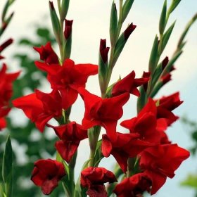 Gladiol červený – Gladiolus – gladioly – hlízy