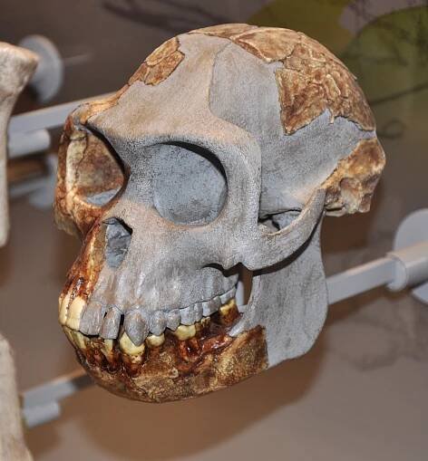 Obrázek - Ardipithecus ramidus (ardipiték starobylý) | BioLib.cz