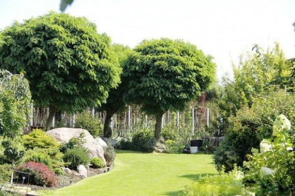 Trnovník ROBINIA UMBRACULIFERA