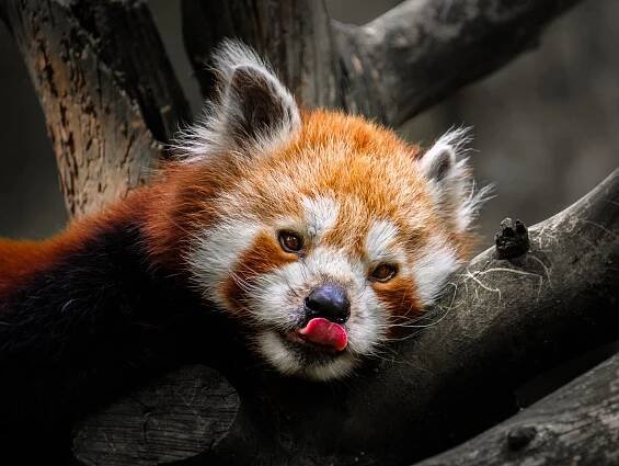 FOCENÍ ZVÍŘAT V ZOO ZLÍN - Foto Cesty