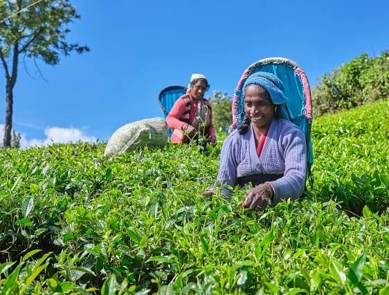 Nuwara Eliya, Sri Lanka