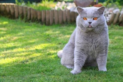 Britská modrá kočka, která se ráda mazlí