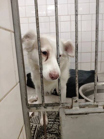 Psi k adopci z útulků, azylů a neziskových organizací