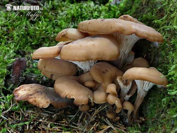 houžovec hlemýžďovitý | Naturfoto.cz