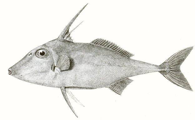 Pseudotriacanthus