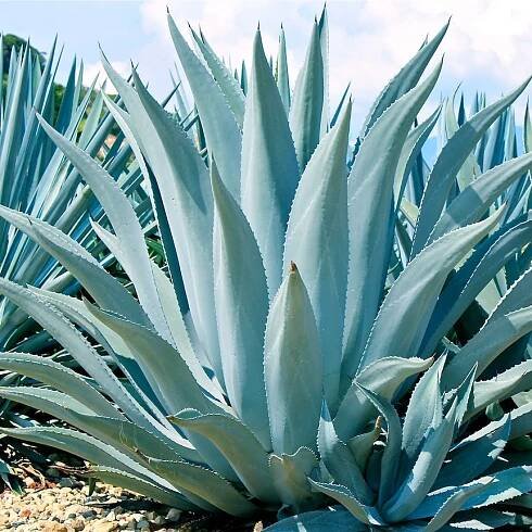 Close up shot of agave plant