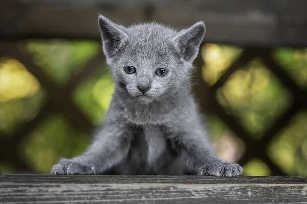 Купить русского голубого котенка. Купить котенка русской голубой. Фото котят русской голубой. Котенок русской голубой.