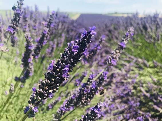 Jako v Provence. U Staroviček mohou turisté relaxovat mezi fialovými lány levandule
