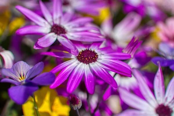 Cinerarie Hvězdnicovité Compositae - Fotografie zdarma na Pixabay