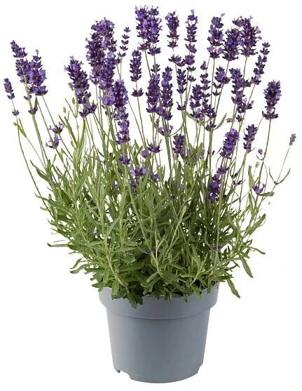Q-Flower Levanduľa lekárska (Levandula angustifolia) pr. kvetináče cca 13 cm