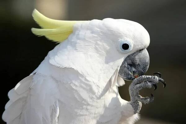 Kakadu (Cacatuidae)