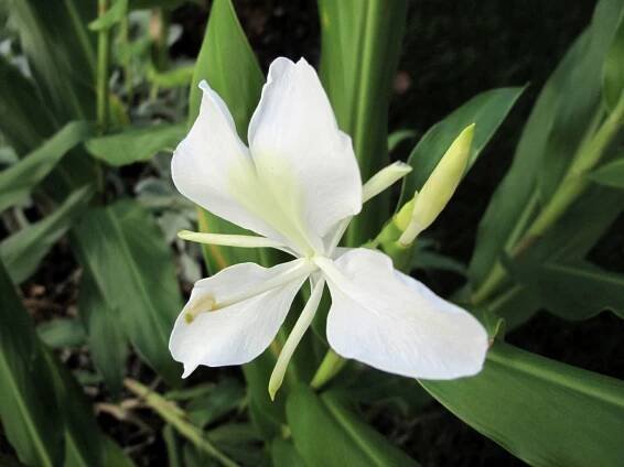 late summer garden | pbmGarden