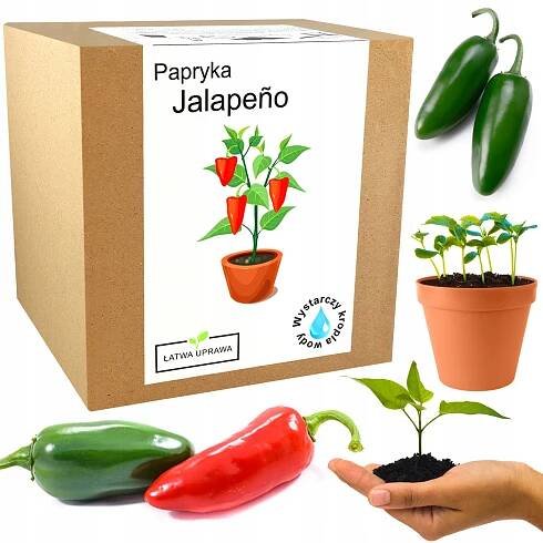 SADA PRO PĚSTOVÁNÍ CHILLI PAPRIČEK JALAPENO PAPRIKY PÁLIVÁ ČERVENÁ SEMENA 5KS