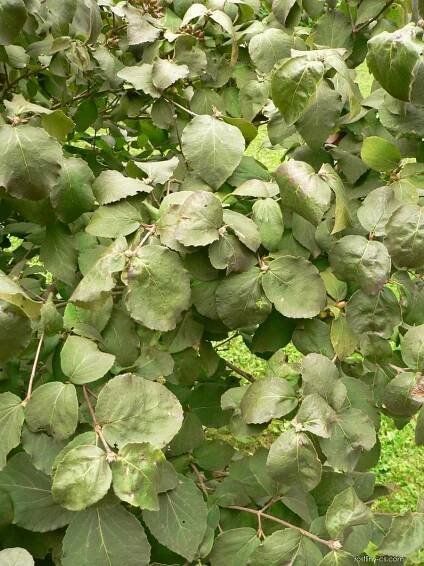 Kalina Carlesiova (Viburnum carlesii)