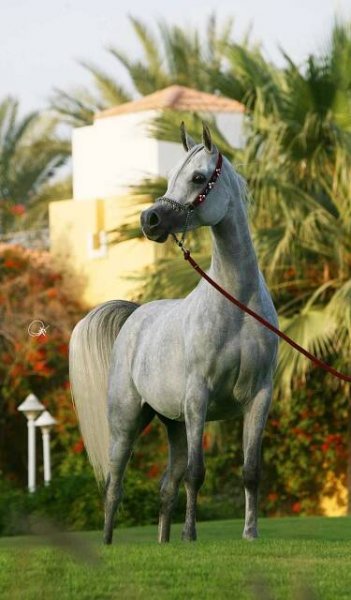 Reference Horses | Ajmal Arabian Stud