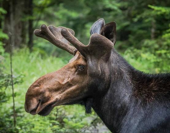 Moose close up