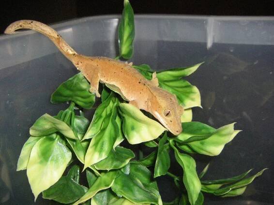 Rhacodactylus ciliatus - chov - poradna.net