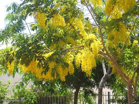 Cassia fistula (Golden Shower Tree) | Top Tropicals Plant Encyclopedia