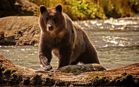 Brown Bear At River With Moss Wallpaper