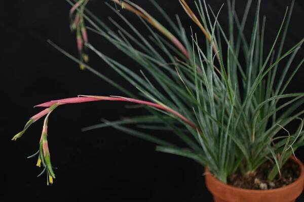 Billbergia nutans