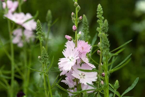 35-facts-about-sidalcea