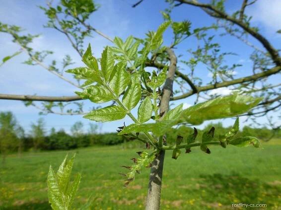 Jasan balkánský - větve s mladými listy (Fraxinus pallisae)