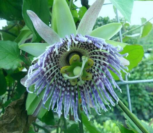 Lilikoi - Passiflora edulis flavicarpa - Seeds