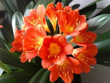 Nejkrásnější rostliny pro vaši domácnost | Krasnezeny.eu
