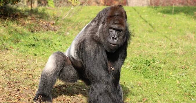 Mezi gorily nechodíme. Richard má sílu jako sedm mužů, vysvětluje chovatel pražské zoo
