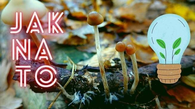 JAK POZNAT LYSOHLÁVKU #2 LYSOHLÁVKA TAJEMNÁ