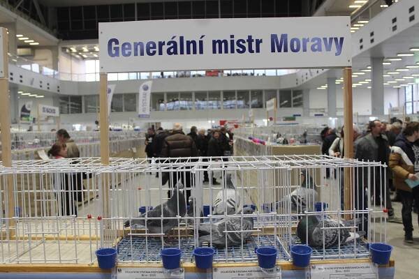 Výstaviště ovládli poštovní holubi. Do Brna zavítali chovatelé z jedenácti zemí