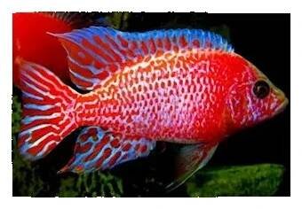 Tlamovec Aulonocara sp. Fire Fish, 7,5 cm