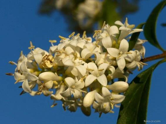 Ptačí zob obecný - Ligustrum vulgare, květy, květenství