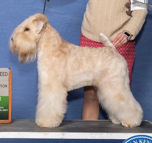 Clancy GCH Photo 2021