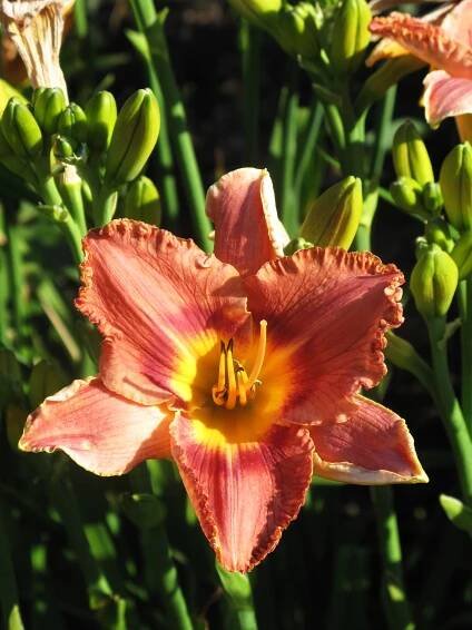 KOLEKCJA NARODOWA RODZAJU LILIOWIEC (Hemerocallis) | Arboretum Wojsławice OBUWr.- STRONA OFICJALNA