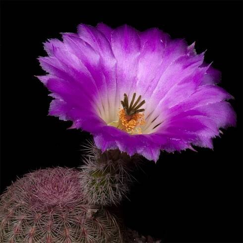 Zeitraffer Time Lapse Echinocereus rigidissimus, Mexico, Sonora, El Encinal (Video)
