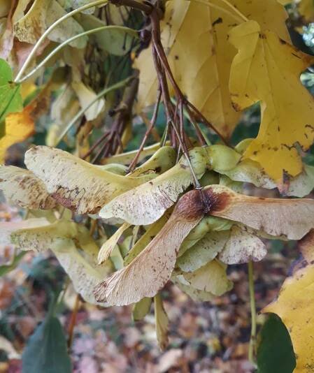 Acer platanoides