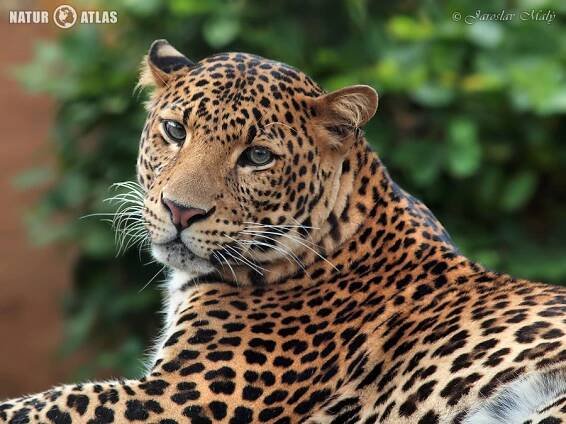 levhart jávský (Panthera pardus melas)