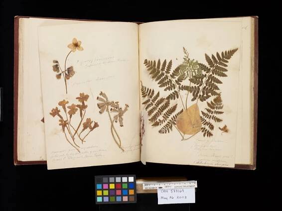 HERbarium Exhibition Opens at Carleton University Art Gallery – Cindy Stelmackowich