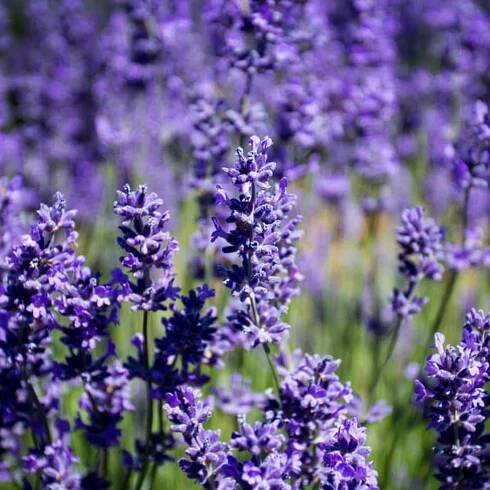 Lavandula x intermedia 'Grappenhall' - fialová levandule Druh rostliny kvetoucí rostliny