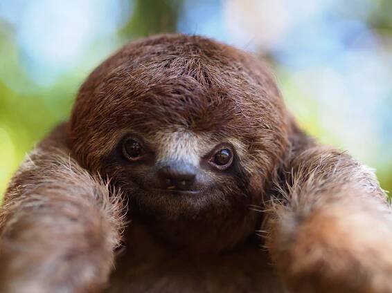  The baby sloth we held during our Amazon tour - Amazon, Peru 
